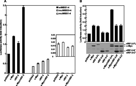 Stimulation Of C Myc Transcriptional Activity By Virf 3 Of Kaposi