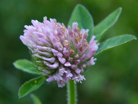 Kostenlose foto Natur blühen Blume Blütenblatt Kraut produzieren