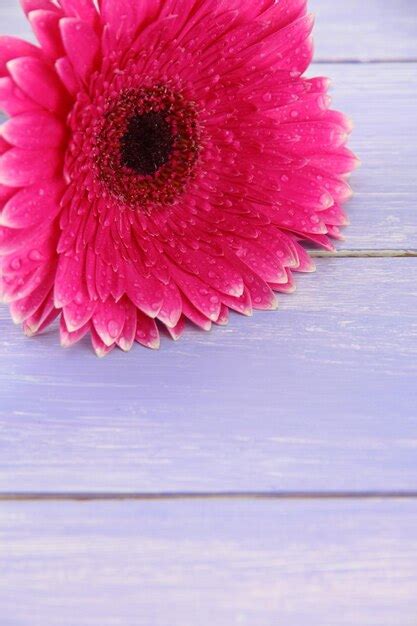 Premium Photo Beautiful Pink Gerbera Flower On Purple Wooden Table