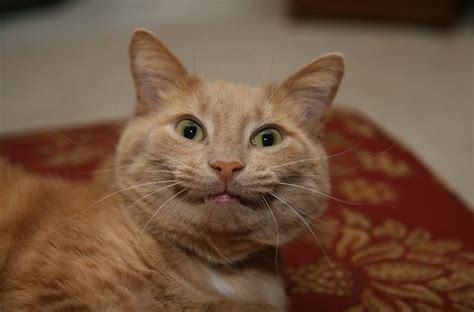 Try not to smile while looking at these adorably hilarious smiling cats ...