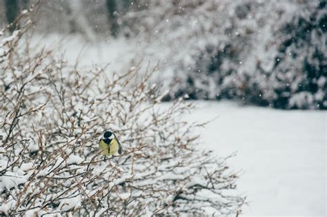 Gran Tit Parus Major Se Sienta En La Punta De Una Rama Delgada Su Pico