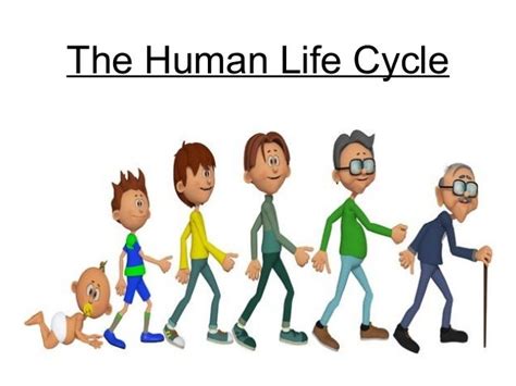 The human life cycle