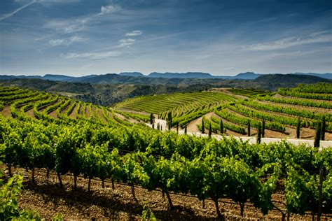 +10 Viñedos en España: Calidad y tradición que perdura ¡Conocelos!