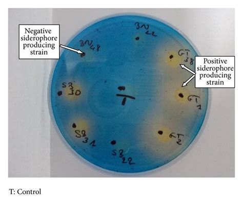 Screening Of Siderophore Producing Actinobacteria Using Chrome Azurol S