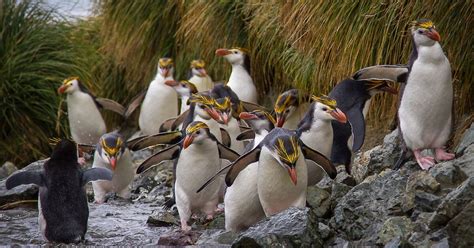 Pinguim Real Caracter Sticas Reprodu O Alimenta O Comportamento E