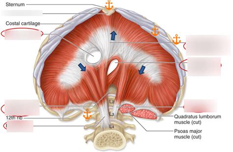 Diagram Of Diaphragm Quizlet