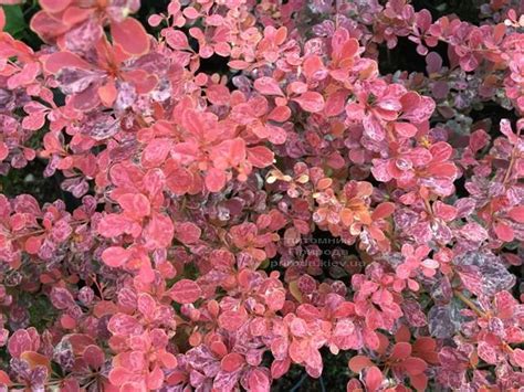 Барбарис Тунберга Роуз Глоу Купить в Киеве цена фото описание Барбариса ...