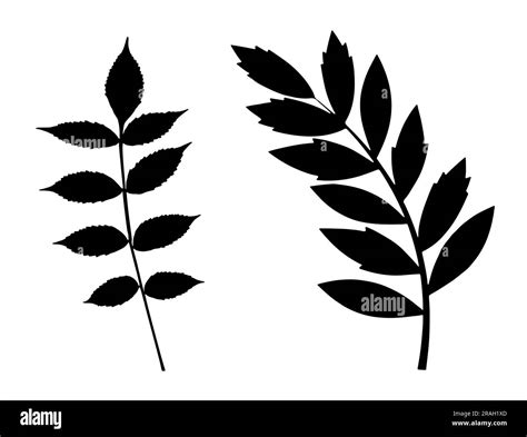 Set of Stem and Leaf Silhouette Stock Vector Image & Art - Alamy