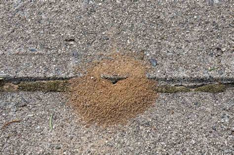 How To Stop Ants In Pavers A Simple Guide Eagle Pavers