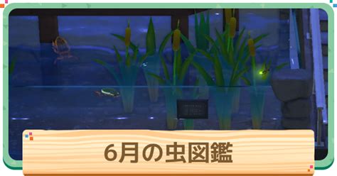 【あつ森】6月の虫一覧 値段と出現時間・場所【あつまれどうぶつの森】 ゲームウィズ