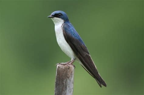 Tree Swallow Attracting Birds Birds And Blooms