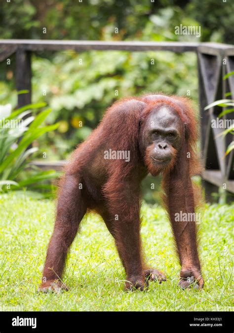 Bornean Orangutan Pongo Pygmaeus At Orangutan Rehabilitation Centre