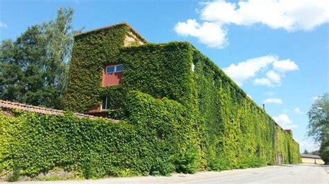 This Is Why We Should All Be Covering All Our Buildings With Plants