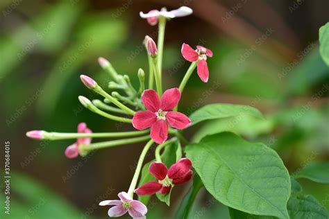 Rangoon Creeper Stock Photo | Adobe Stock