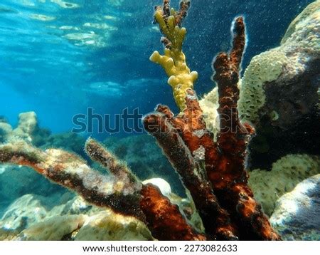 BRANCHING FIRE CORAL Stock Photos And Images Avopix