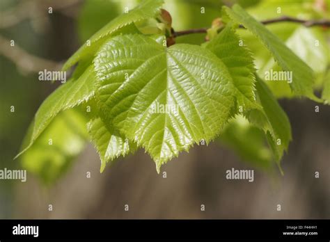 Common Lime Tree Buds Hi Res Stock Photography And Images Alamy