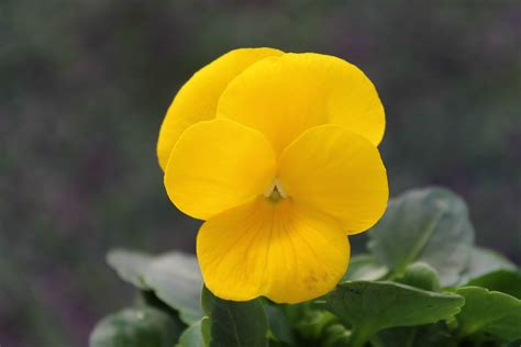 Viola Penny Clear Yellow Valleybrook Gardens Ltd Flickr