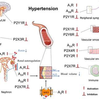 Purinoceptors In Regulation Of Blood Pressure Activation Or Inhibition