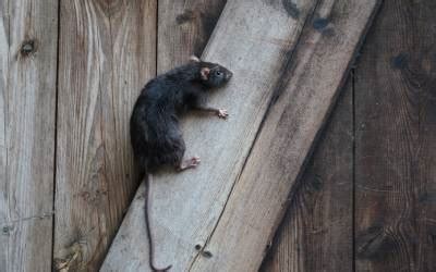 How Do Rats Access The Attic Keep Rodents Out Of Your Home