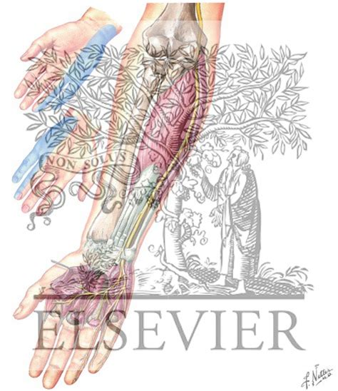 Ulnar Nerve Neck