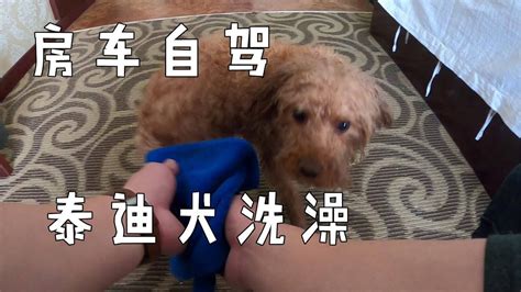 房车自驾满洲里，开个钟点房给泰迪犬洗澡，既省钱又省事一举两得【大毛房车游记】 Youtube