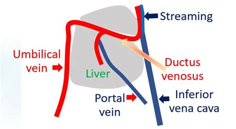 Ductus Venosus Pi Chart