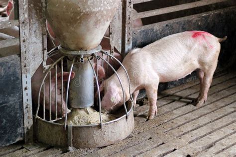 Pigs Eating stock image. Image of agriculture, industry - 20113611