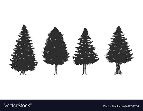 Tree Hand Drawing Pine Trees Sketch Vintage Vector Image