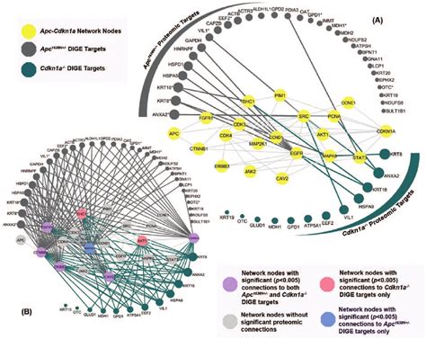 Physical Connections Between The 2D DIGE Targets And The Apc Cdkn1a