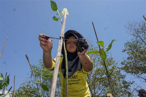 ASDP Tanam 1 000 Bibit Pohon Mangrove Di Jepara