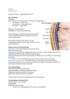 Samenvatting Anatomie En Fysiologie Zenuwstelsel Anatomie En