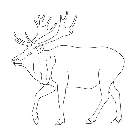 Premium Vector Sketch Of Elk Drawn By Hand Vector Hand Drawn Illustration