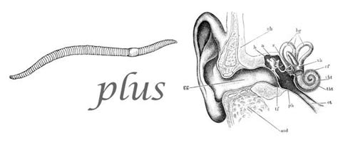 Earworms Radiolab