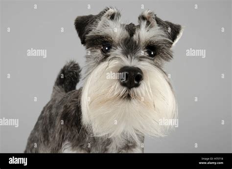 Miniature Schnauzer Dog Female 1 Year Old Uk Stock Photo Alamy