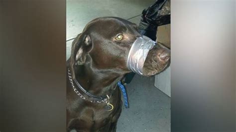 North Carolina Woman Found Guilty Of Duct Taping Dogs Mouth Shut