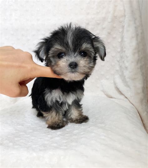 Morkie Puppy For Sale Archives Iheartteacups