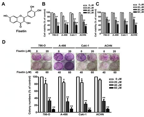 Fisetin Inhibits The Cell Proliferation And Colony Formation Ability Of Download Scientific