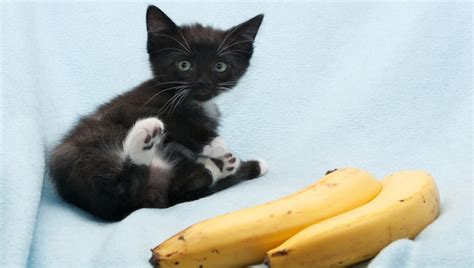 Banana Day Can Cats Eat Bananas Cattime