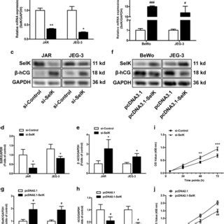 Expression Levels Of SelK In Human Choriocarcinoma Cells A Relative