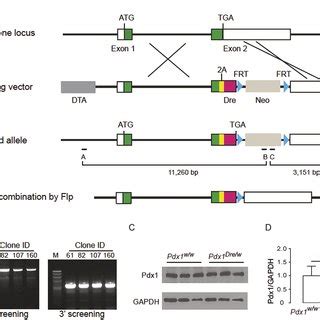 Generation Of Pdx1 And Ptf1a Dual Lineage Tracing Mouse Model A