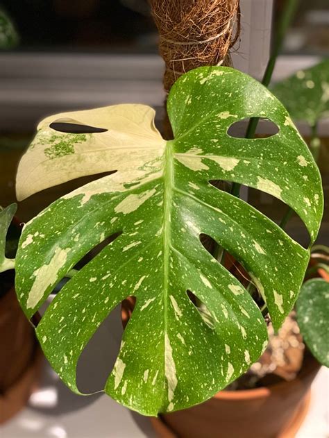 Monstera Thai Constellation Balcony Plants Cool Plants Planting