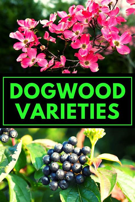 Dogwood Types - Dogwood Varieties | Dogwood trees, Dogwood, Kousa ...