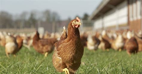 3 tips for managing gut health in poultry - Poultry Network