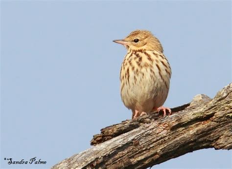 Tree Pipit - bird photos by Sandra Palme