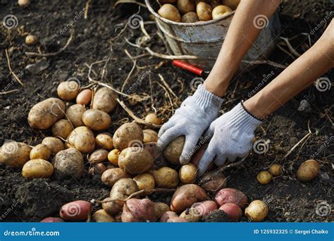 Processo De Colheita Sazonal De Batatas Maduras No Gard Home Imagem De