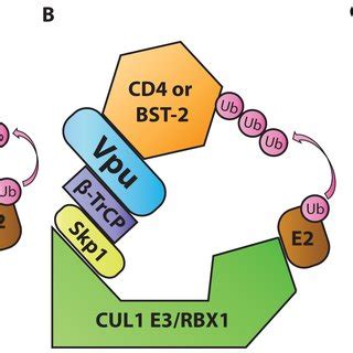 Diagrammatic Representations Of Hiv Vif Vpu And Vpr Functioning As