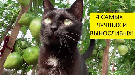 4 лучших сорта томатов! Батяня, Любимый праздник, Пудовик, Тяжеловес ...
