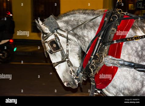 Horse Pulling A Car At The Mayor Square Plaza De Armas In Lima Peru