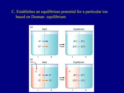 Ppt Electrochemical Potentials Powerpoint Presentation Free Download Id 4386351