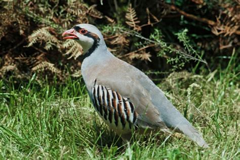 Bird In Everything: Birds Of New Zealand